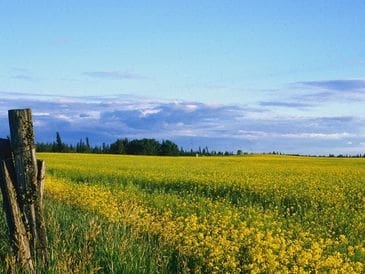 A vast field of yellow flowers under a blue sky with scattered clouds.