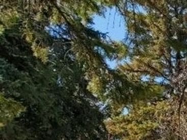 Green pine trees under a clear blue sky.