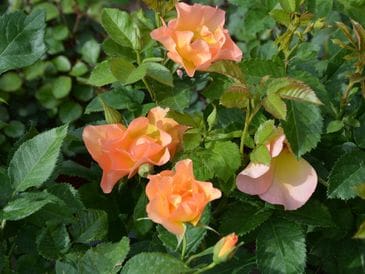 Cluster of vibrant orange roses blooming amidst green leaves.
