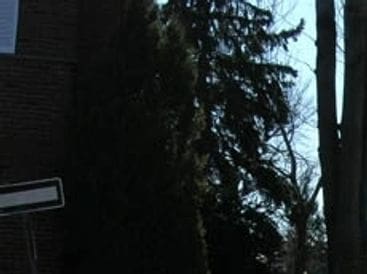 Tall trees against a clear blue sky near a building corner.