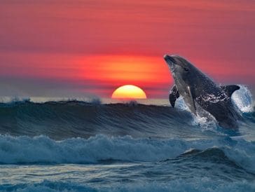 A whale breaches the ocean at sunset with vibrant colors.