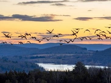 A flock of birds flying over a lake at sunset.