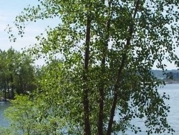 A serene lake view with trees and clear sky.