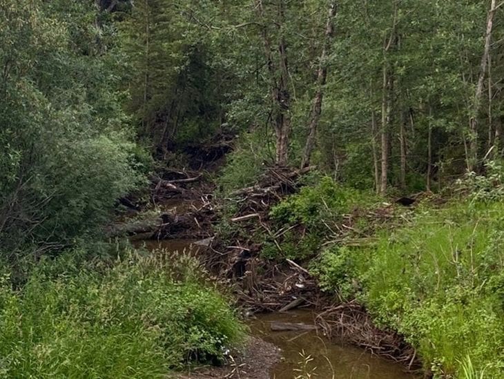 A calm forest stream flowing through dense greenery.