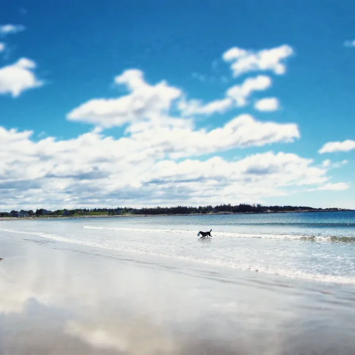 Dog running along shoreline under blue sky